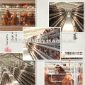 Professional design low price equipment chicken farm